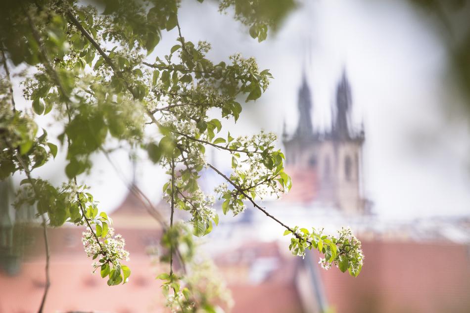 Spring Flowers in Prague City