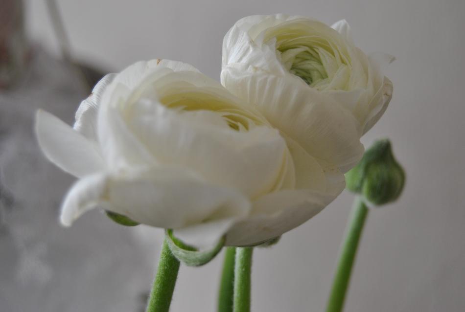 Flower Plant Nature