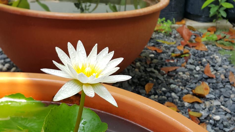 Nature Flora Flower