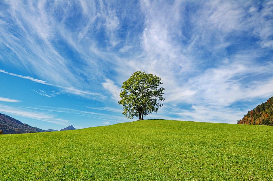 Tree Sky Nature