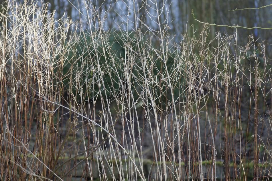Winter Plant