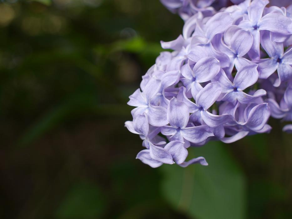 Flora Flower Nature