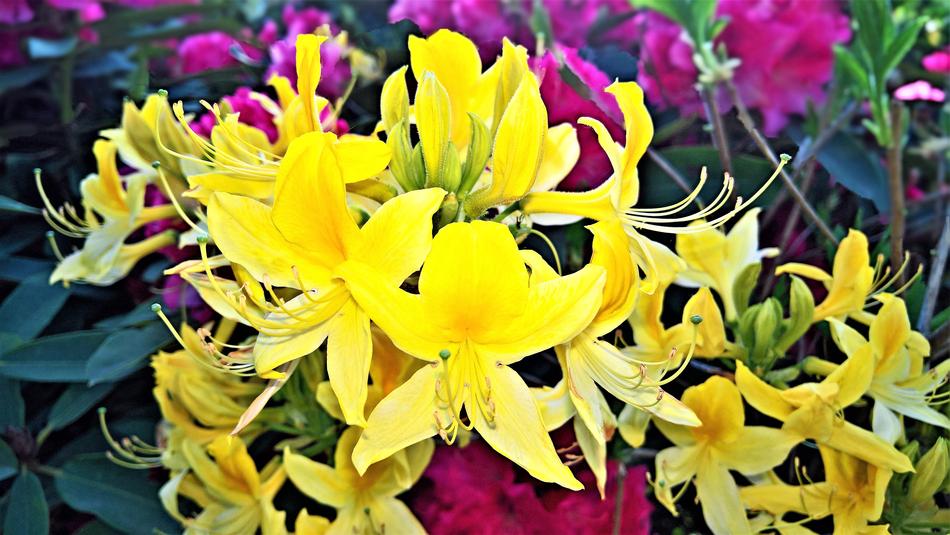 Plant Rhododendron Yellow