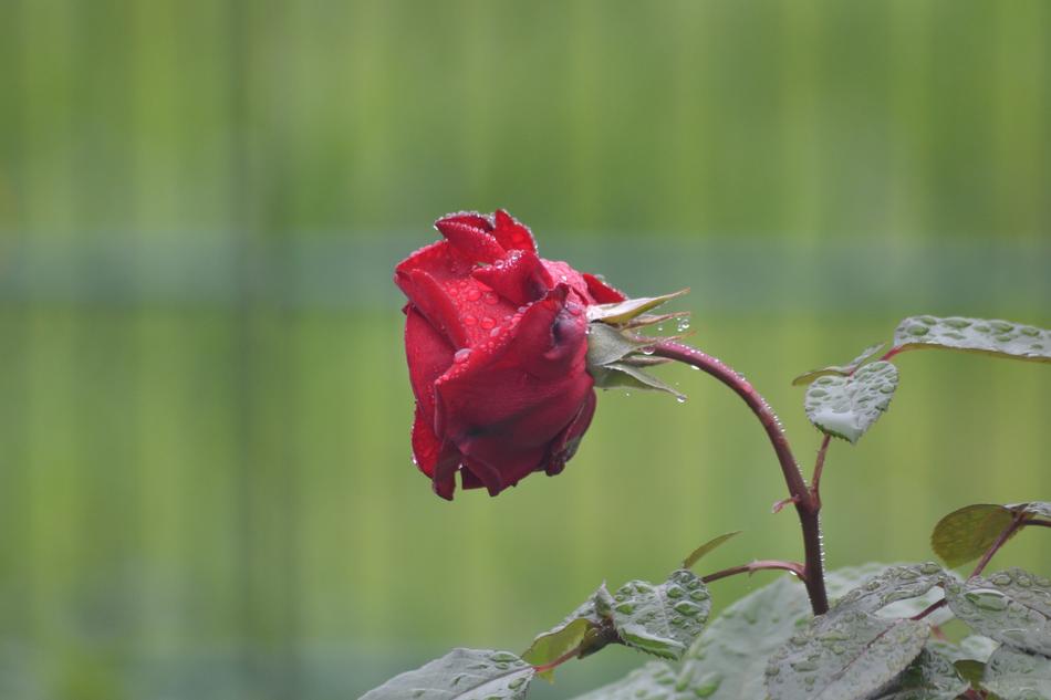Rose Nature Garden