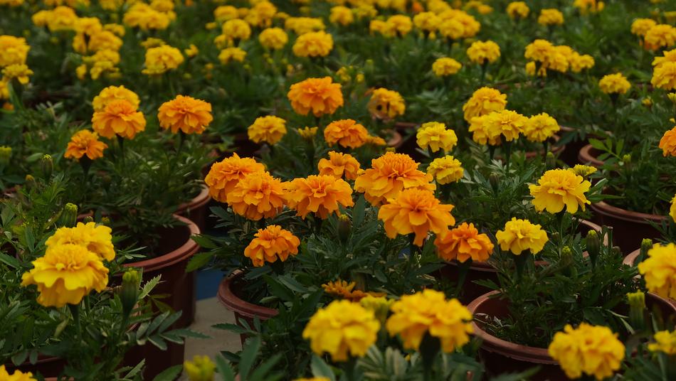 Flower Nature Plant