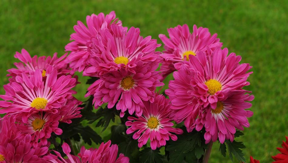 Flower Nature Plant