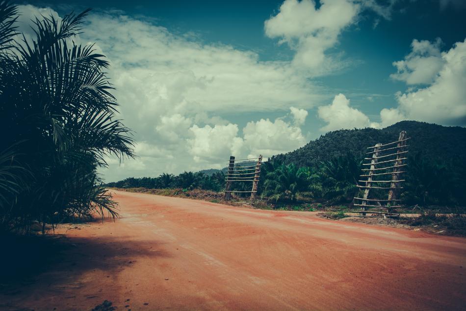 Nature Borneo Sawit