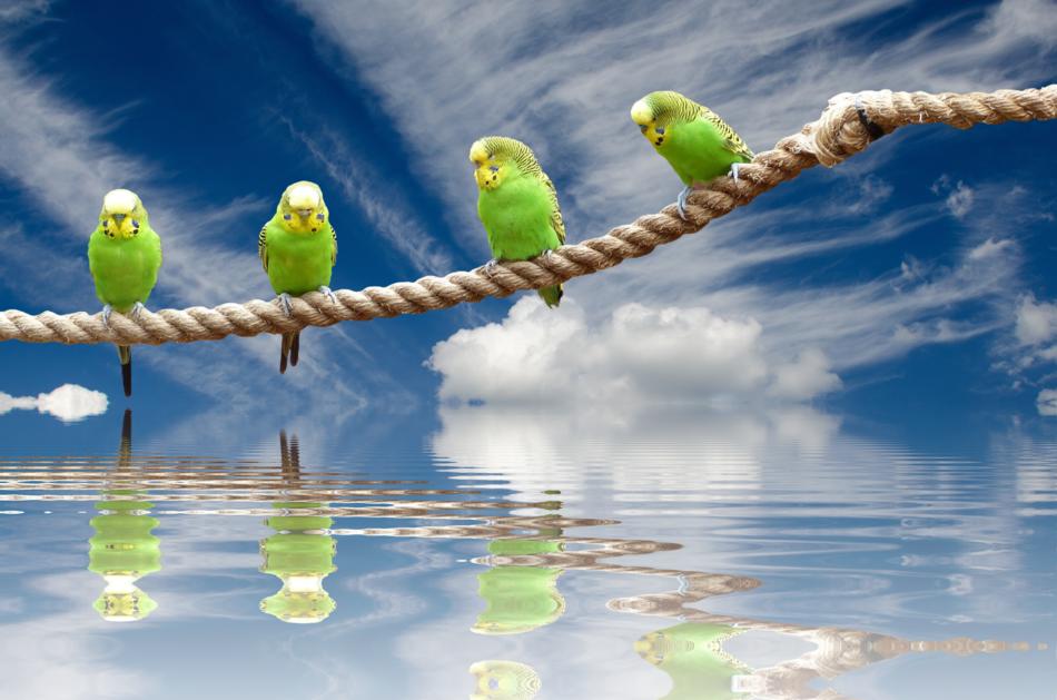 Wellensttiche Birds Nature