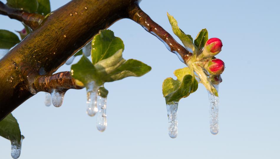 Nature Tree Plant Frost