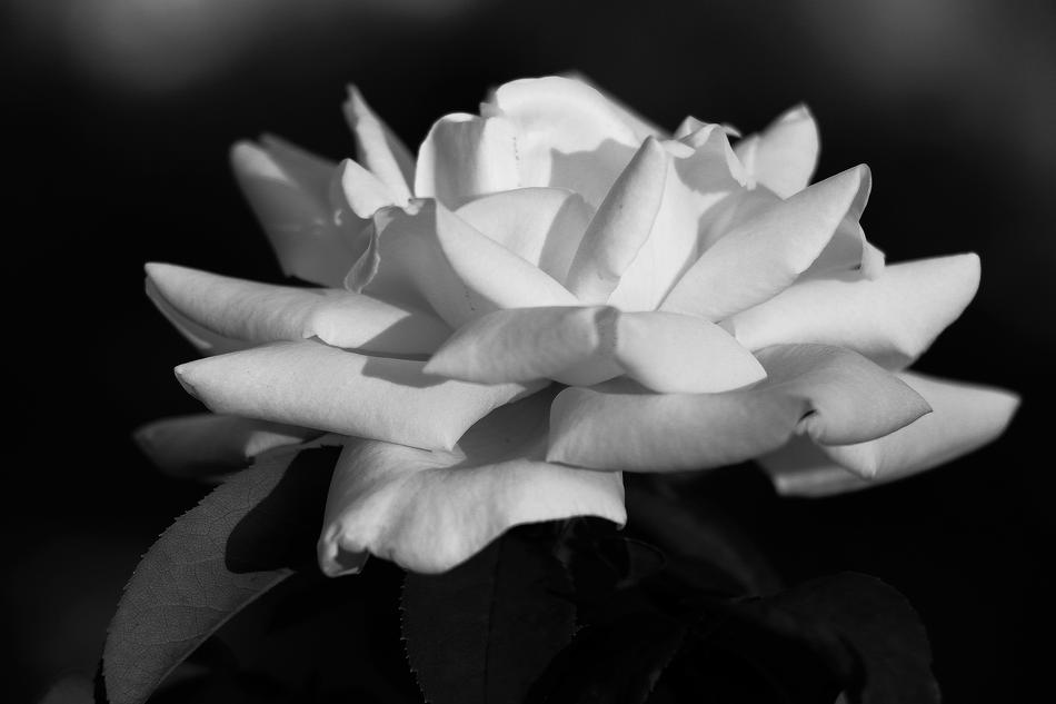 Nature Flora Flower