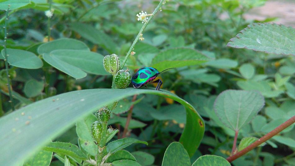 Leaf Nature Flora