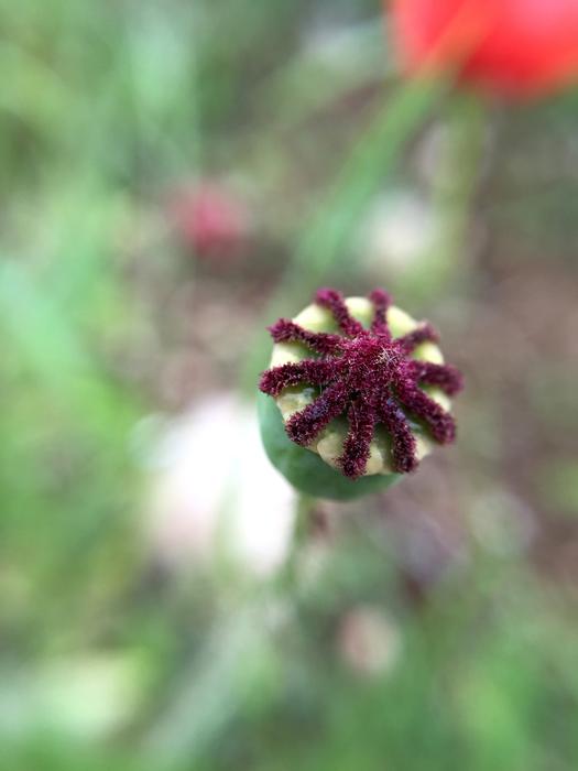 Nature Flower Plant