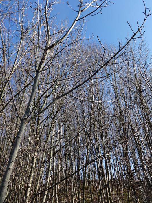 Forest Young Nature