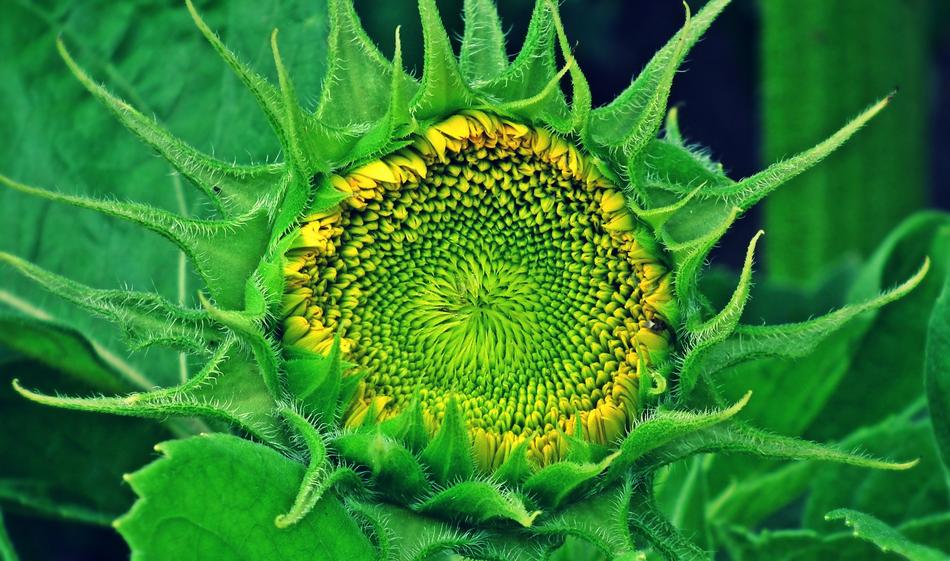 Nature Sunflower Bud