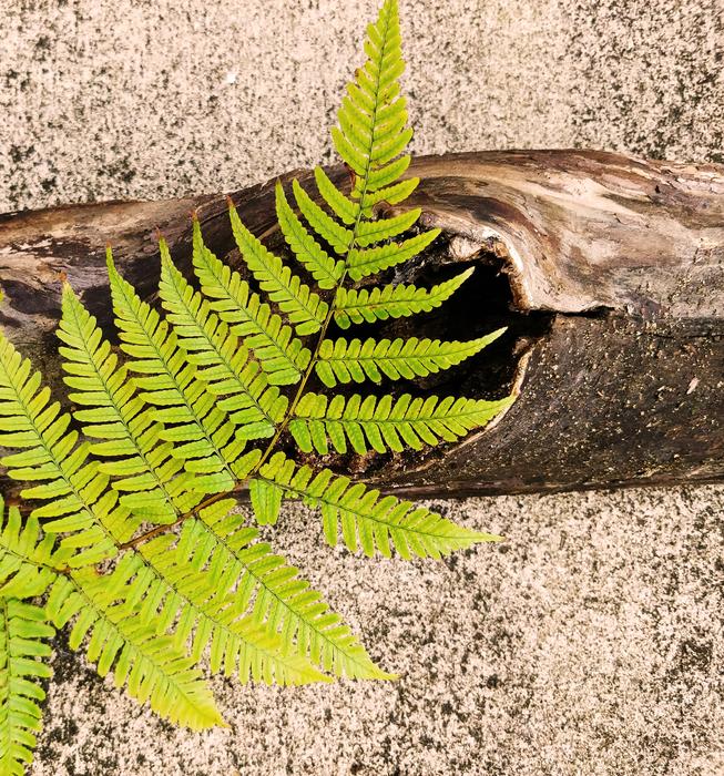 Fern Frond Hay Scented