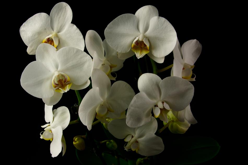 Orchis Orchid Flower