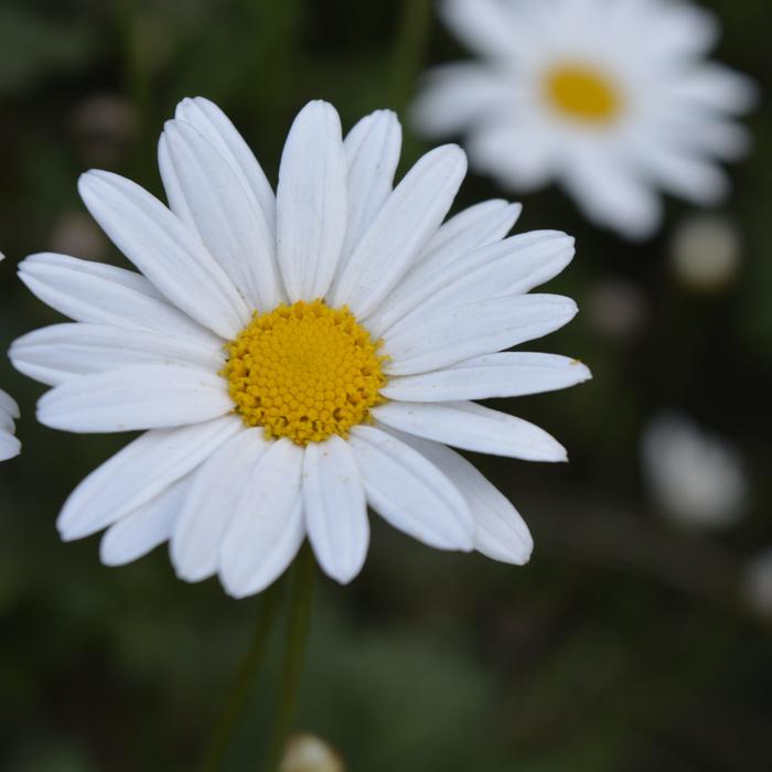 Flower Flora Nature
