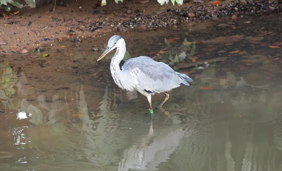Wild Wildlife Nature