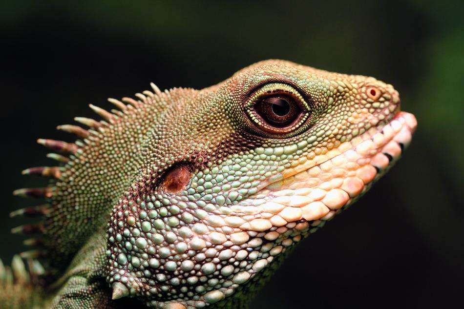 Chinese Water Dragon Green