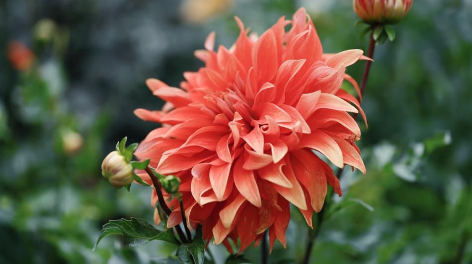 Nature Flower Flora