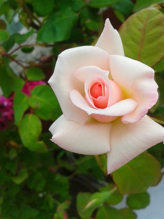 Flower Plant Nature