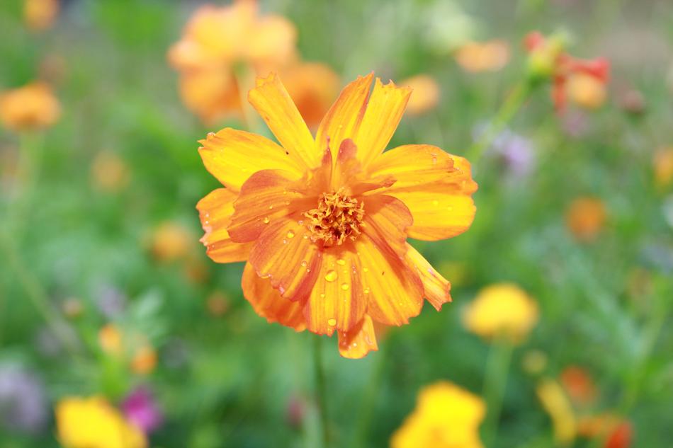 Flower Nature Flora