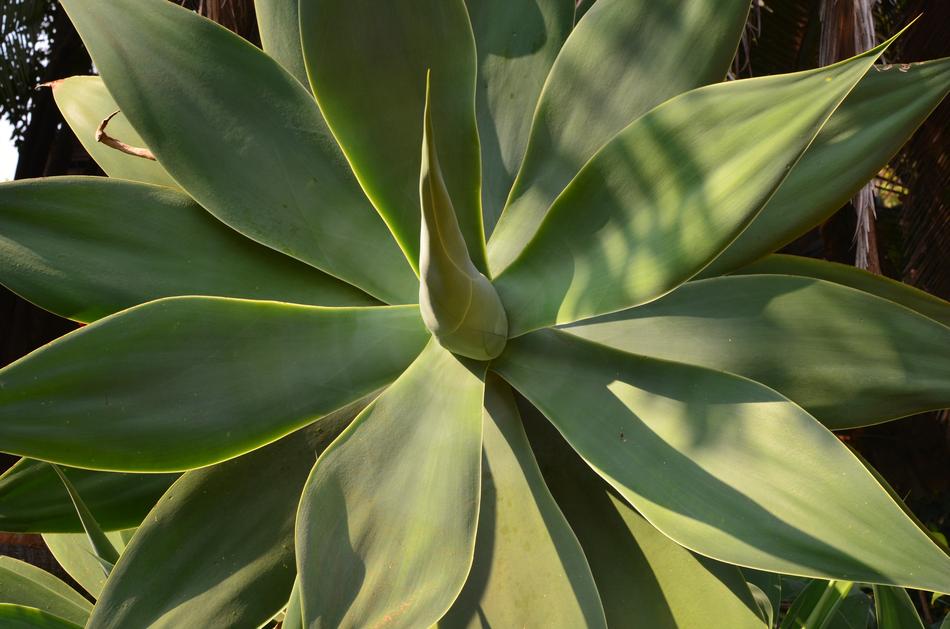 Flora Leaf Nature