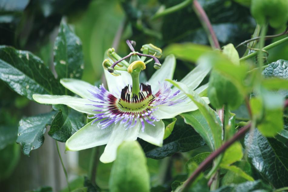 an unusual flower on green foliage
