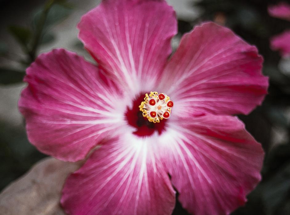 Flower Pink Flowers