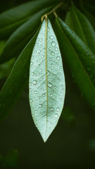 Leaf Flora Nature