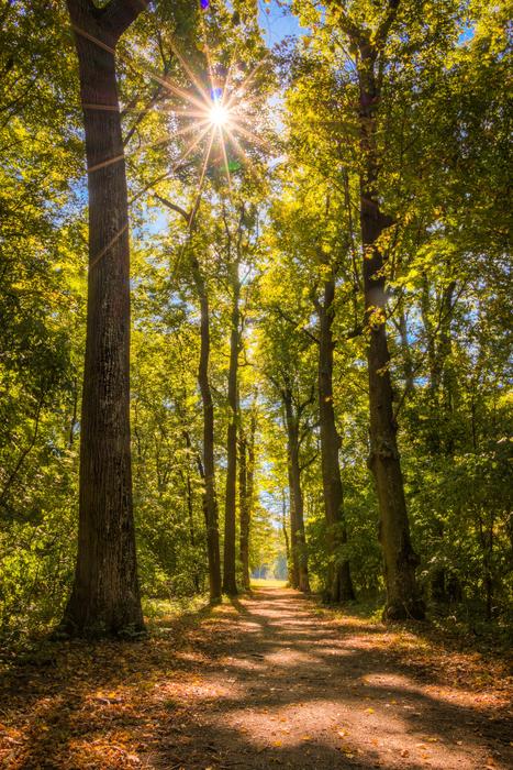 Sun Forest Away