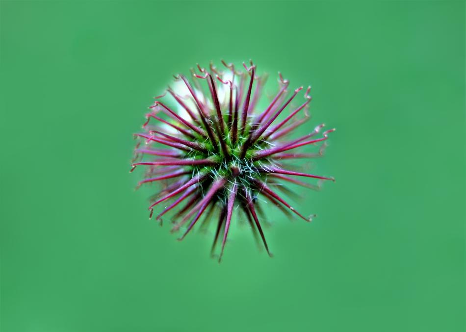 Nature Plant Background Close