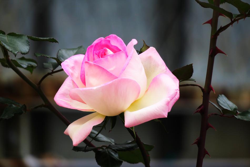 Flower Plant Garden