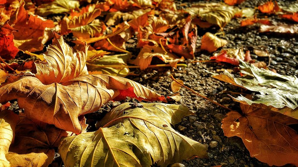 Fall Nature Leaf