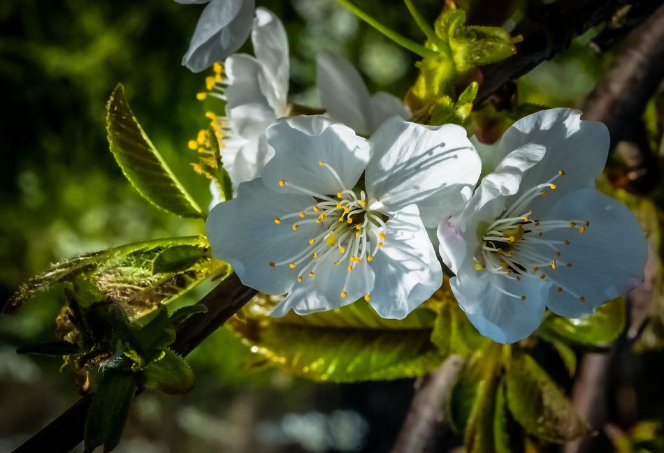 Almond Tree Blossom White