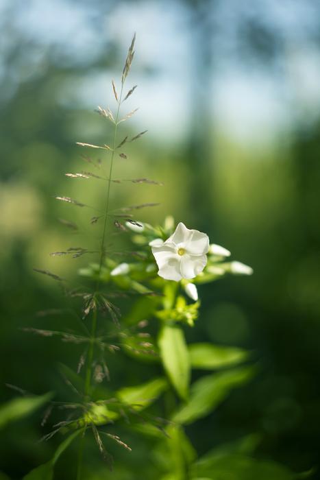 Nature Plant Flower