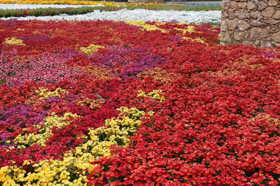 the field of colored flowers is beautiful
