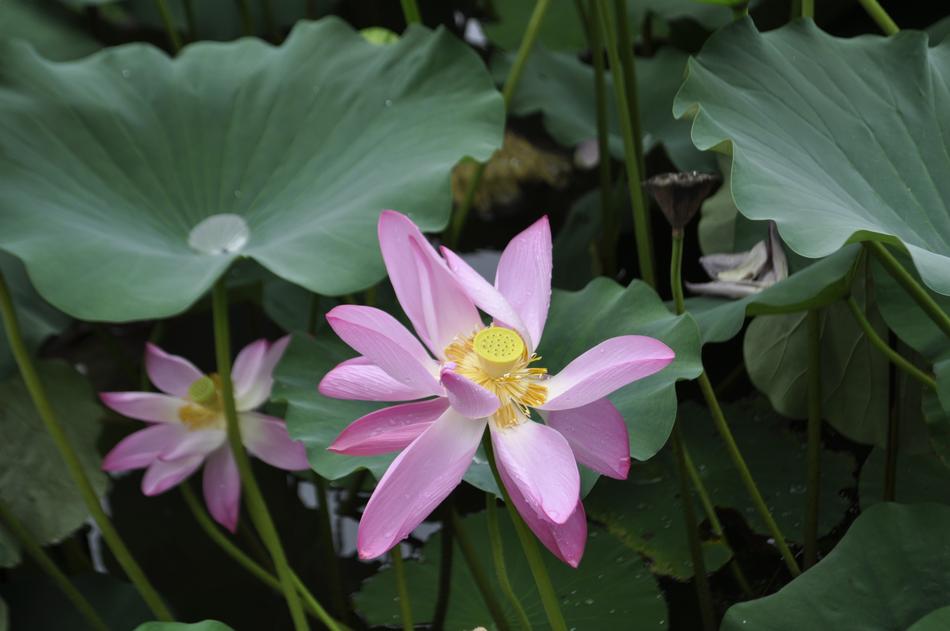 Plant Nature Flower
