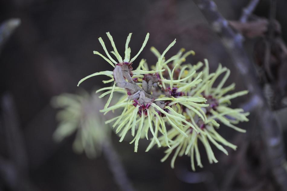 Tree Nature Plant