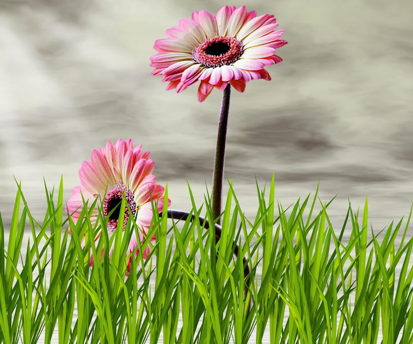 Plant Flower Lawn