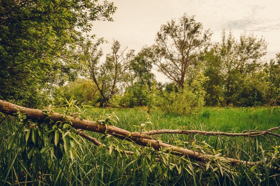Tree Meadow Grass
