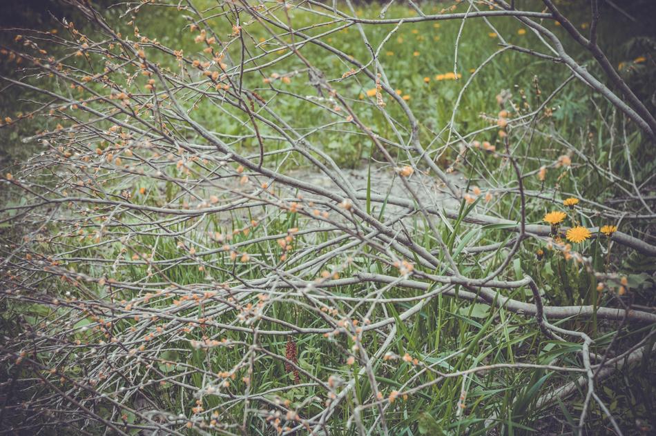Branch Tree Bush