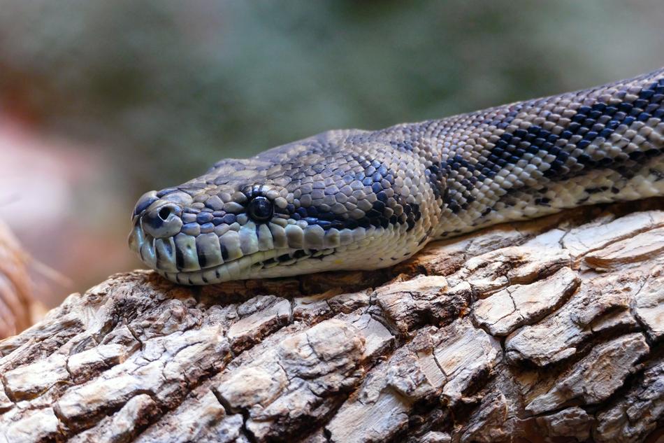 Snake Reptile Nature