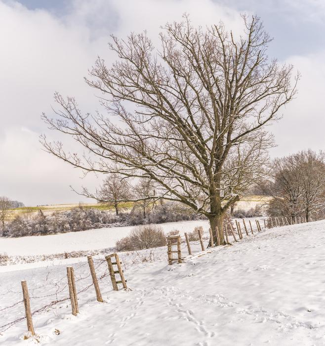 Winter Snow Frozen