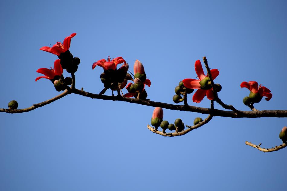 Branch Tree Flower