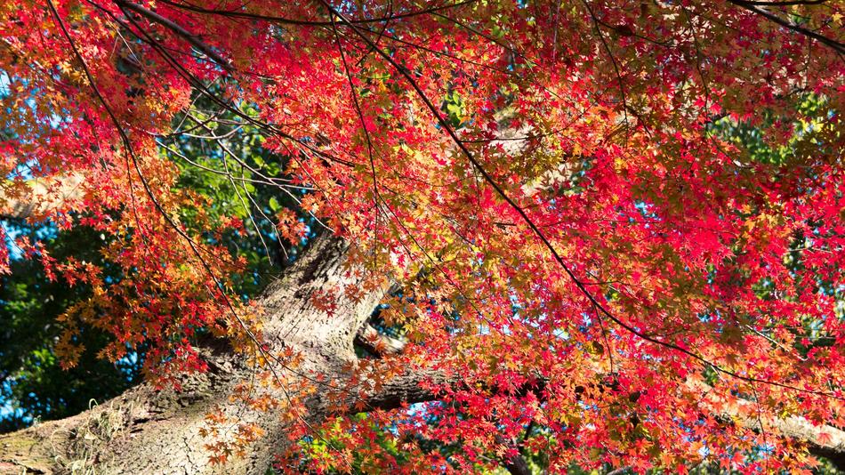 Autumn Leaf Nature