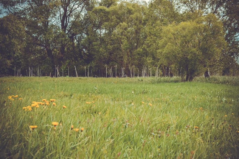 Field Meadow Forest