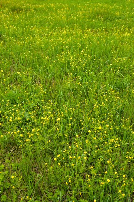 Flowers Of The Field Yellow