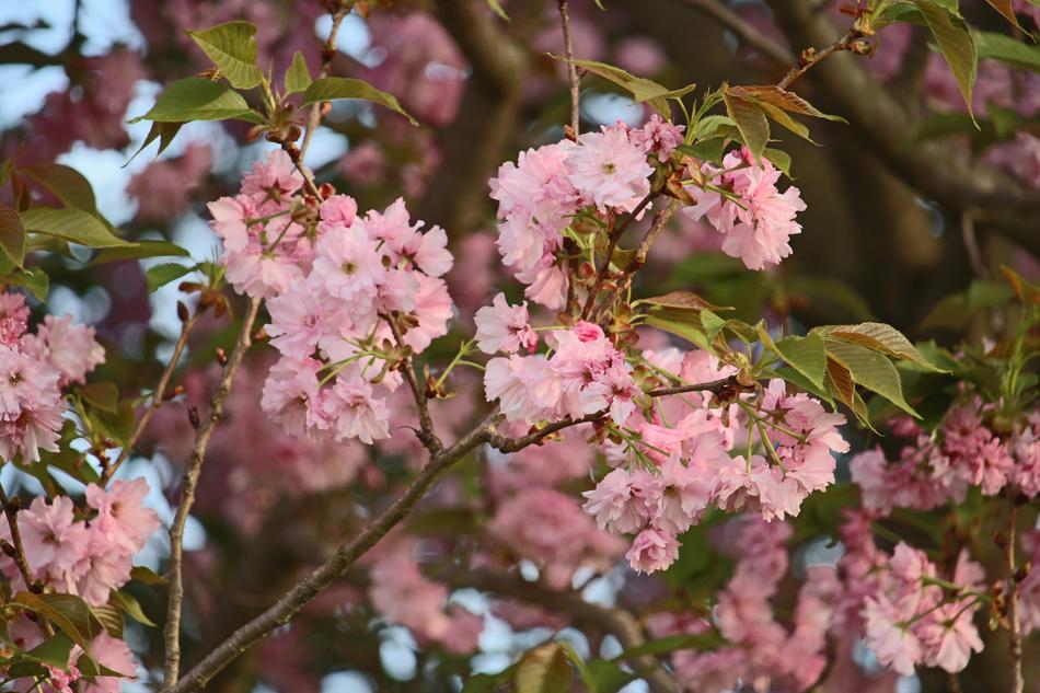 Flowers Pretty Nature