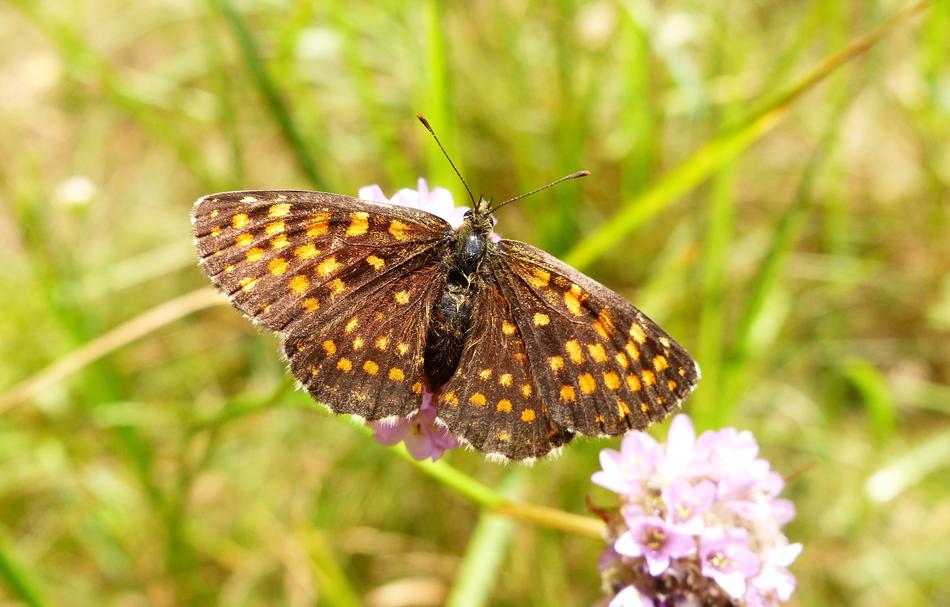 Butterfly Day Nature Insect At The